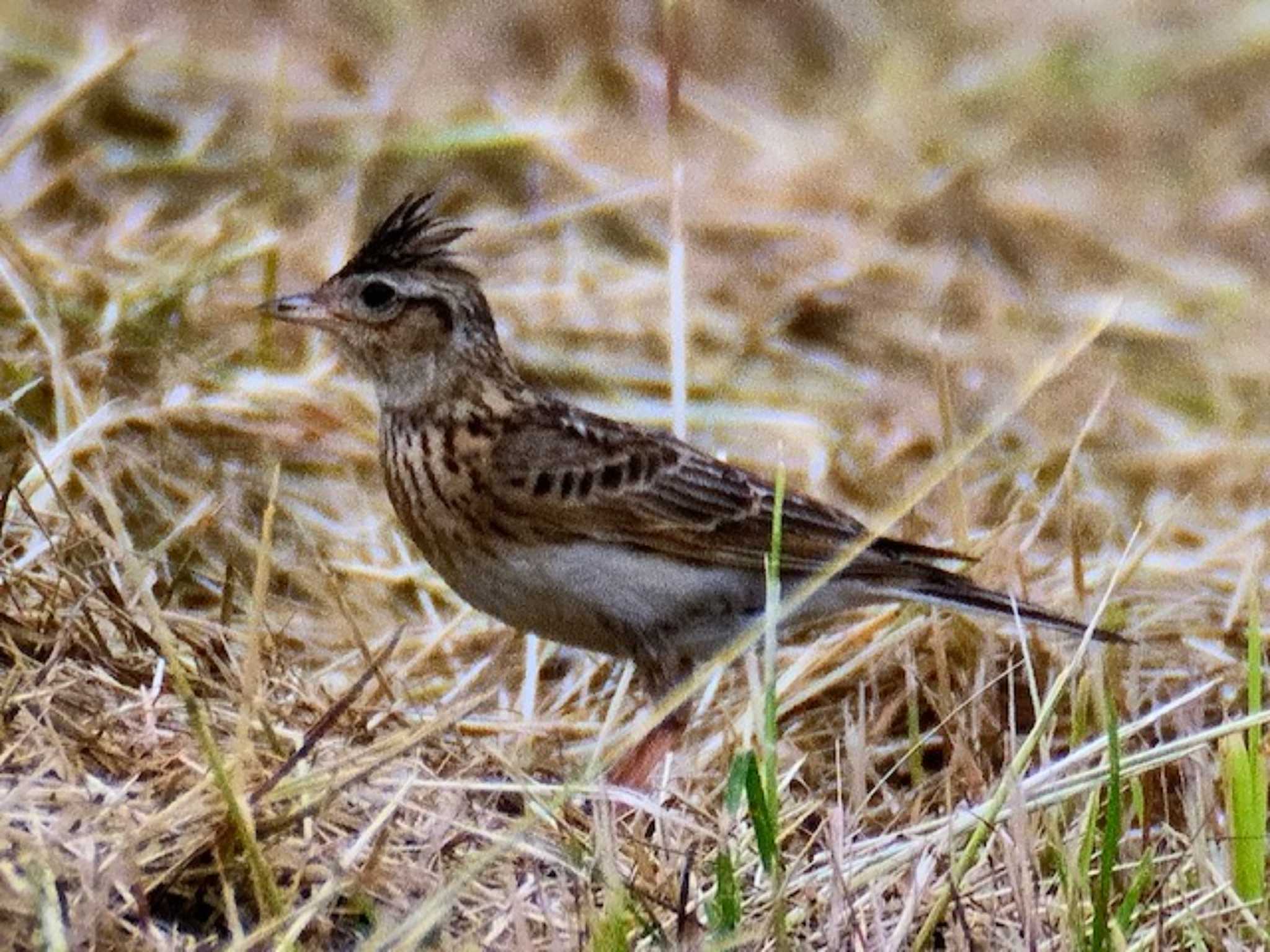 Eurasian Skylark