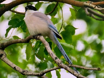 Azure-winged Magpie 荒川生物生態園(東京都板橋区) Sun, 5/14/2023