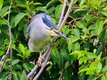 Striated Heron 荒川生物生態園(東京都板橋区) Sun, 5/14/2023