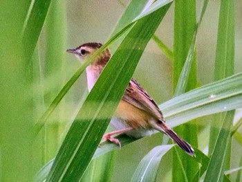 Zitting Cisticola 荒川生物生態園(東京都板橋区) Sun, 5/14/2023