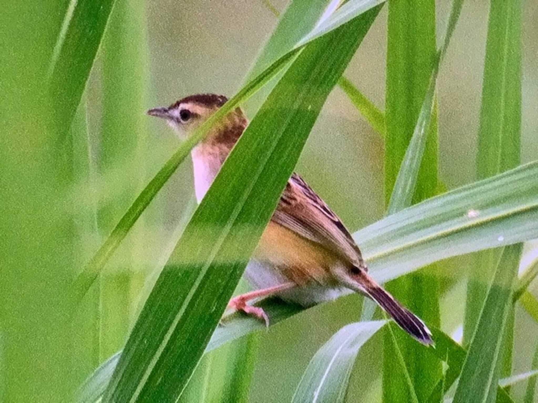 Photo of Zitting Cisticola at 荒川生物生態園(東京都板橋区) by ゆるゆるとりみんgoo