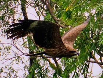 Black Kite 荒川生物生態園(東京都板橋区) Sun, 5/14/2023