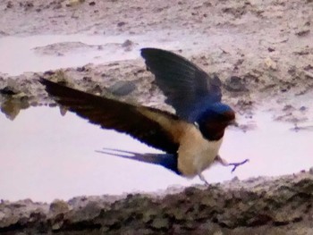 Barn Swallow 荒川生物生態園(東京都板橋区) Sun, 5/14/2023