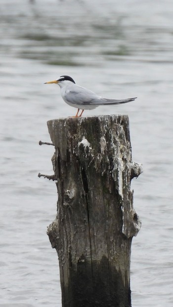 2023年5月14日(日) 伊佐沼の野鳥観察記録