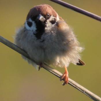 Eurasian Tree Sparrow 岡山旭川 Fri, 5/12/2023