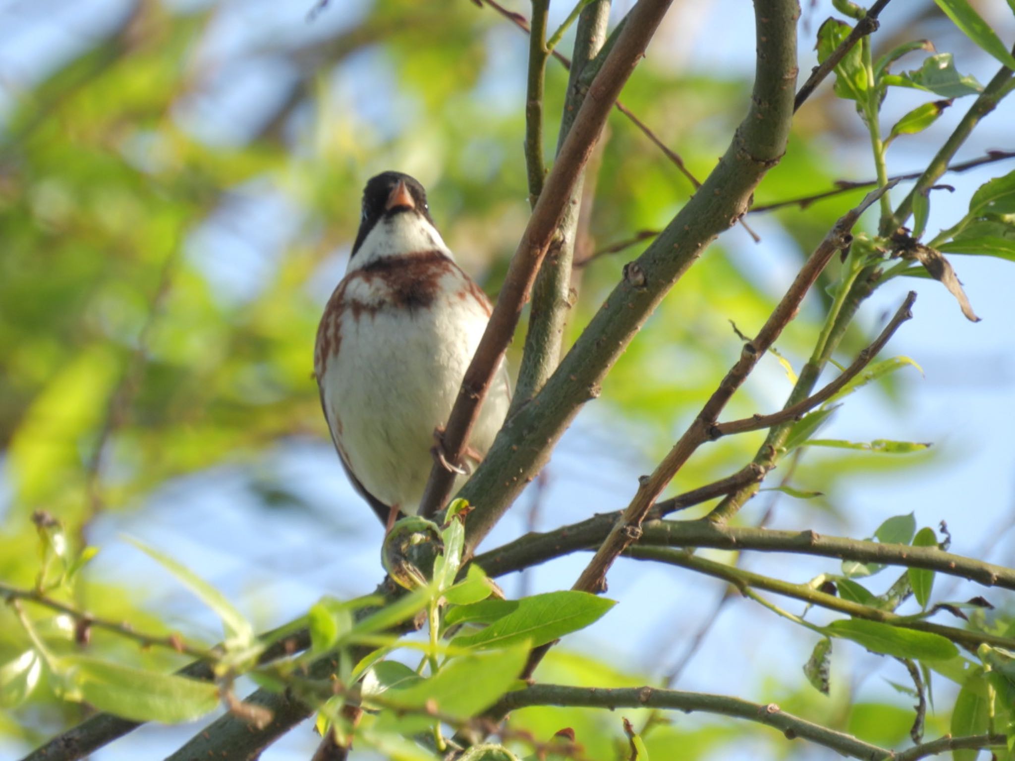 Photo of Rustic Bunting at Awashima Island by ぽちゃっこ