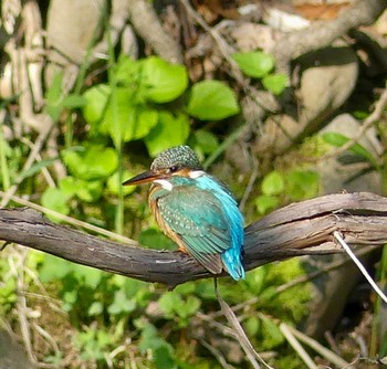 カワセミ 真駒内川 2023年5月14日(日)