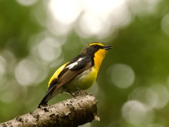 2023年5月14日(日) 高崎自然の森の野鳥観察記録