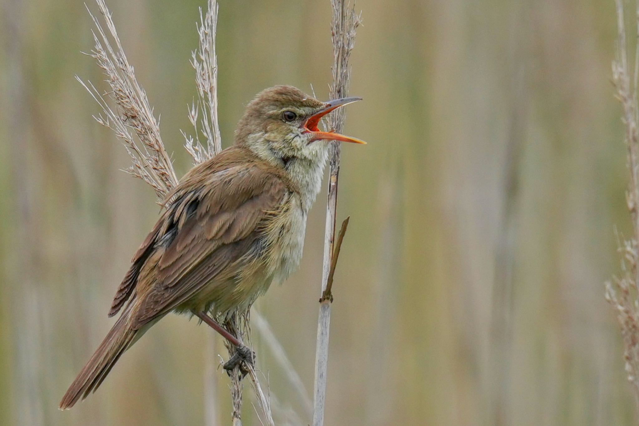 Photo of Oriental Reed Warbler at Tokyo Port Wild Bird Park by アポちん
