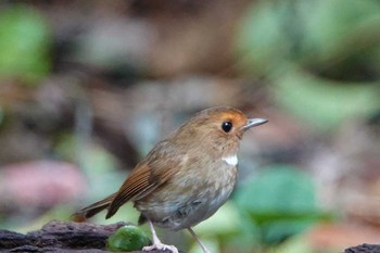 アカメヒタキ タイ 2018年6月13日(水)