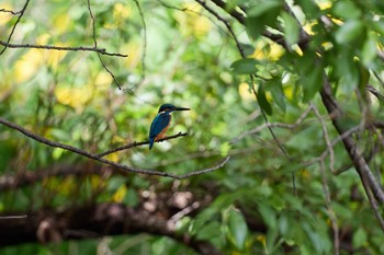 2023年5月14日(日) 大阪府の野鳥観察記録