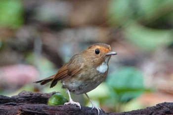 アカメヒタキ タイ 2018年6月13日(水)