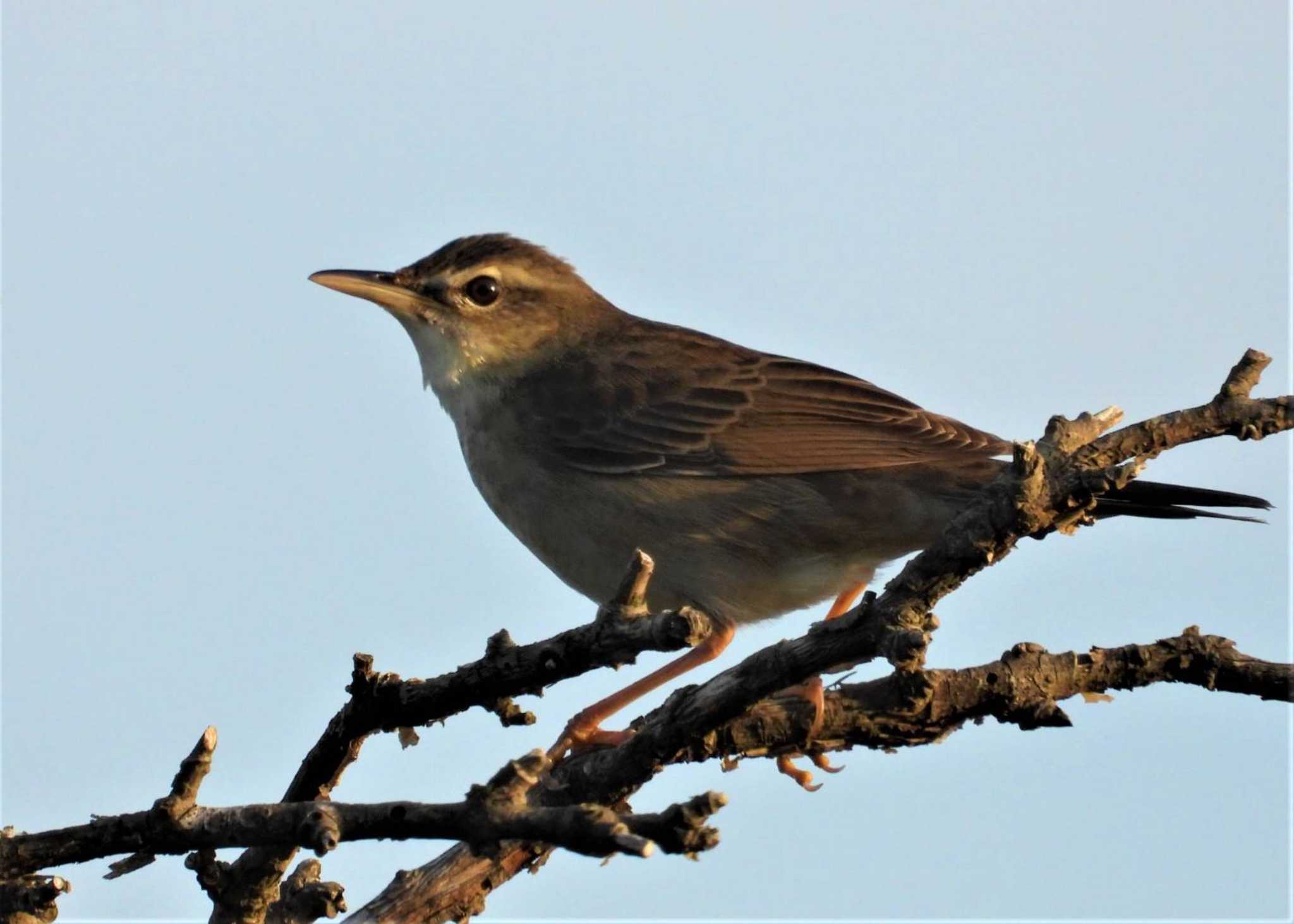 Styan's Grasshopper Warbler