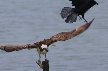 2023年5月14日(日) 大阪南港野鳥園の野鳥観察記録