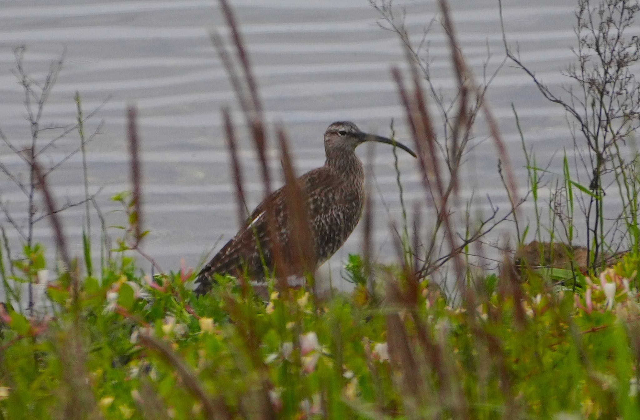 Photo of Eurasian Whimbrel at Osaka Nanko Bird Sanctuary by アルキュオン