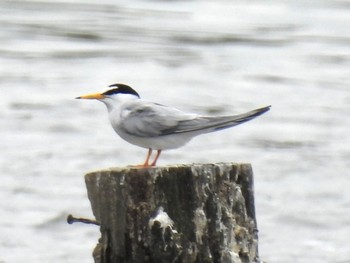 2023年5月14日(日) 伊佐沼の野鳥観察記録