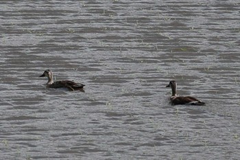 Eastern Spot-billed Duck モネの池 Mon, 5/8/2023