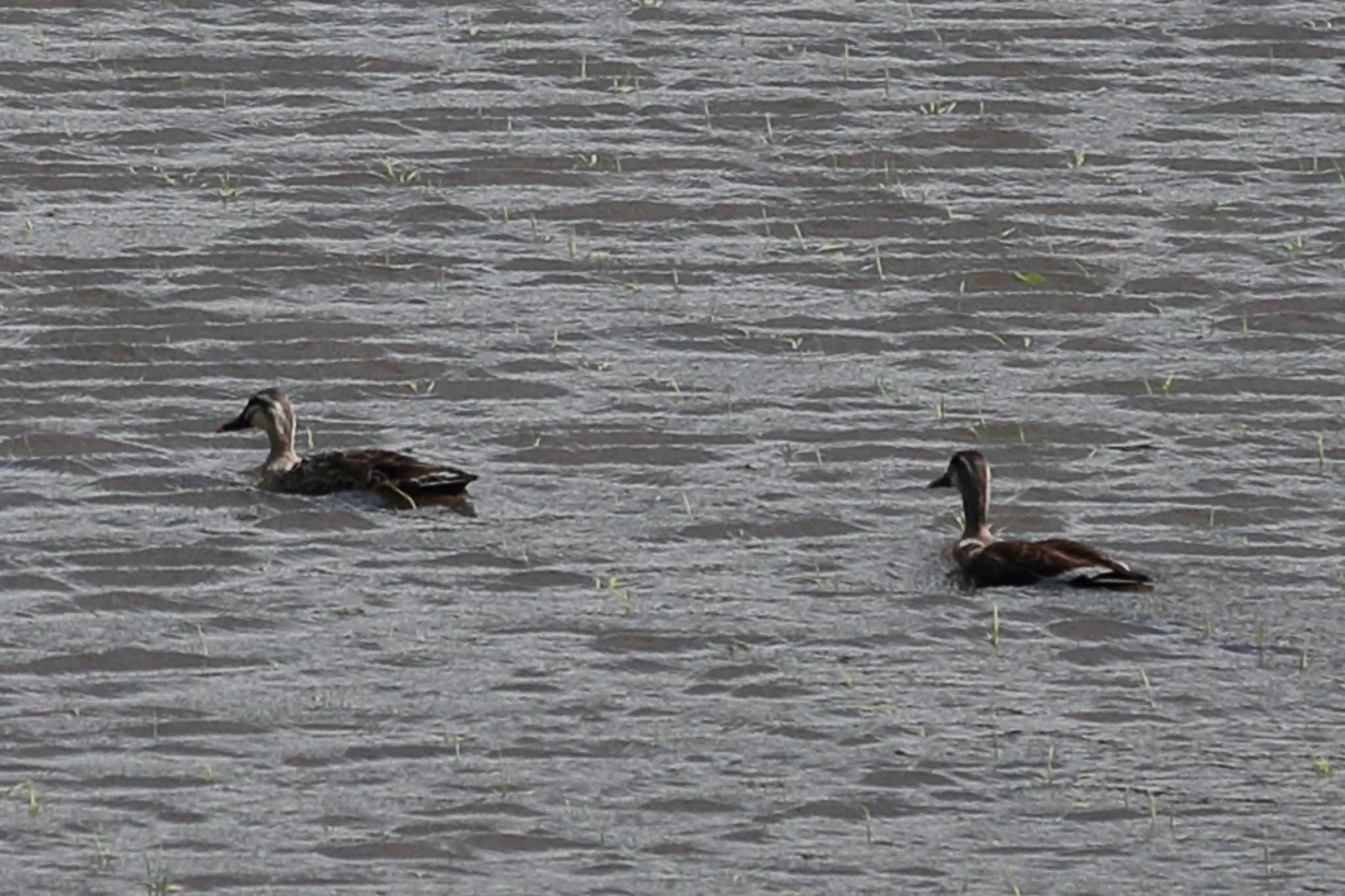 Photo of Eastern Spot-billed Duck at モネの池 by ごろう