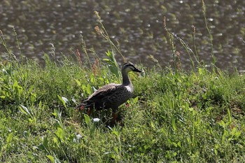 Eastern Spot-billed Duck モネの池 Mon, 5/8/2023