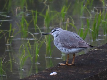 Grey-tailed Tattler 伊勢市内田んぼ Sun, 5/14/2023