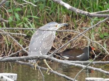 Black-crowned Night Heron 打上川治水緑地 Sat, 5/13/2023