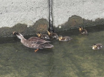 Eastern Spot-billed Duck 寝屋川 Sat, 5/13/2023