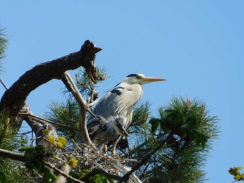 Grey Heron 篠路五ノ戸の森緑地 Sun, 5/14/2023