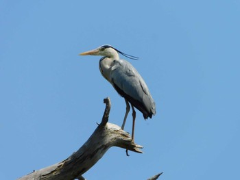 Grey Heron 篠路五ノ戸の森緑地 Sun, 5/14/2023