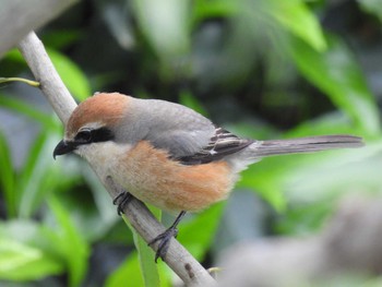 Bull-headed Shrike 相模三川公園 Sun, 4/23/2023