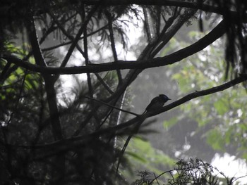 サンコウチョウ 東京19 2018年6月24日(日)