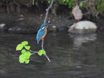 2023年5月14日(日) 真駒内公園の野鳥観察記録