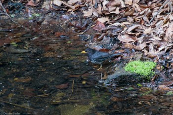 クロツグミ 伊香保森林公園 2023年5月13日(土)