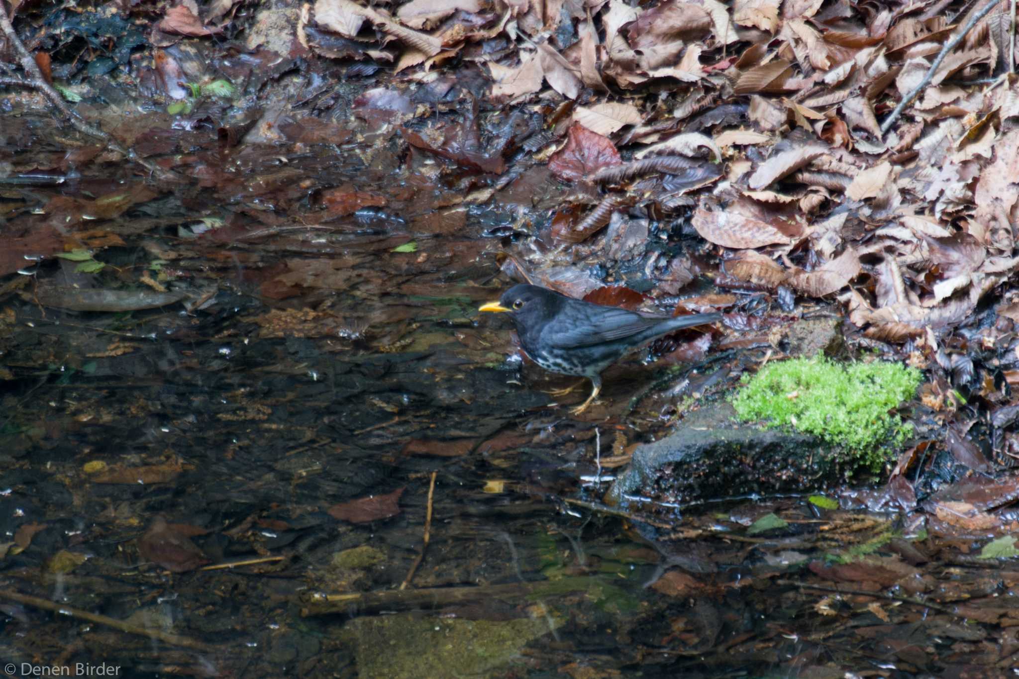 伊香保森林公園 クロツグミの写真 by 田園Birder