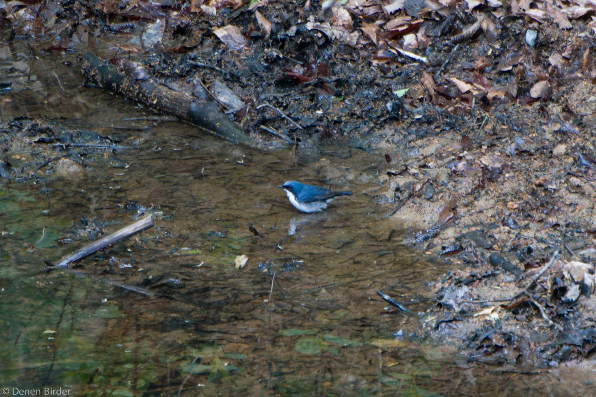 伊香保森林公園 コルリの写真 by 田園Birder