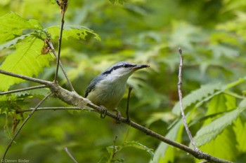 ゴジュウカラ 伊香保森林公園 2023年5月13日(土)