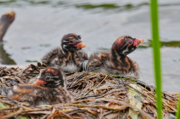 2023年5月14日(日) 石神井公園の野鳥観察記録