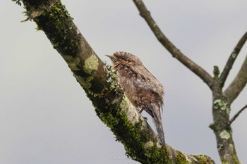 Eurasian Wryneck Phia Oac National Park Wed, 5/3/2023