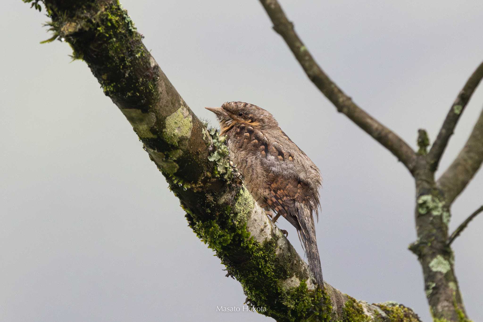 Eurasian Wryneck