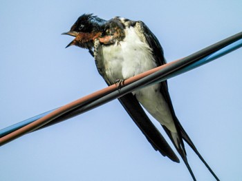 Barn Swallow Awashima Island Wed, 5/3/2023