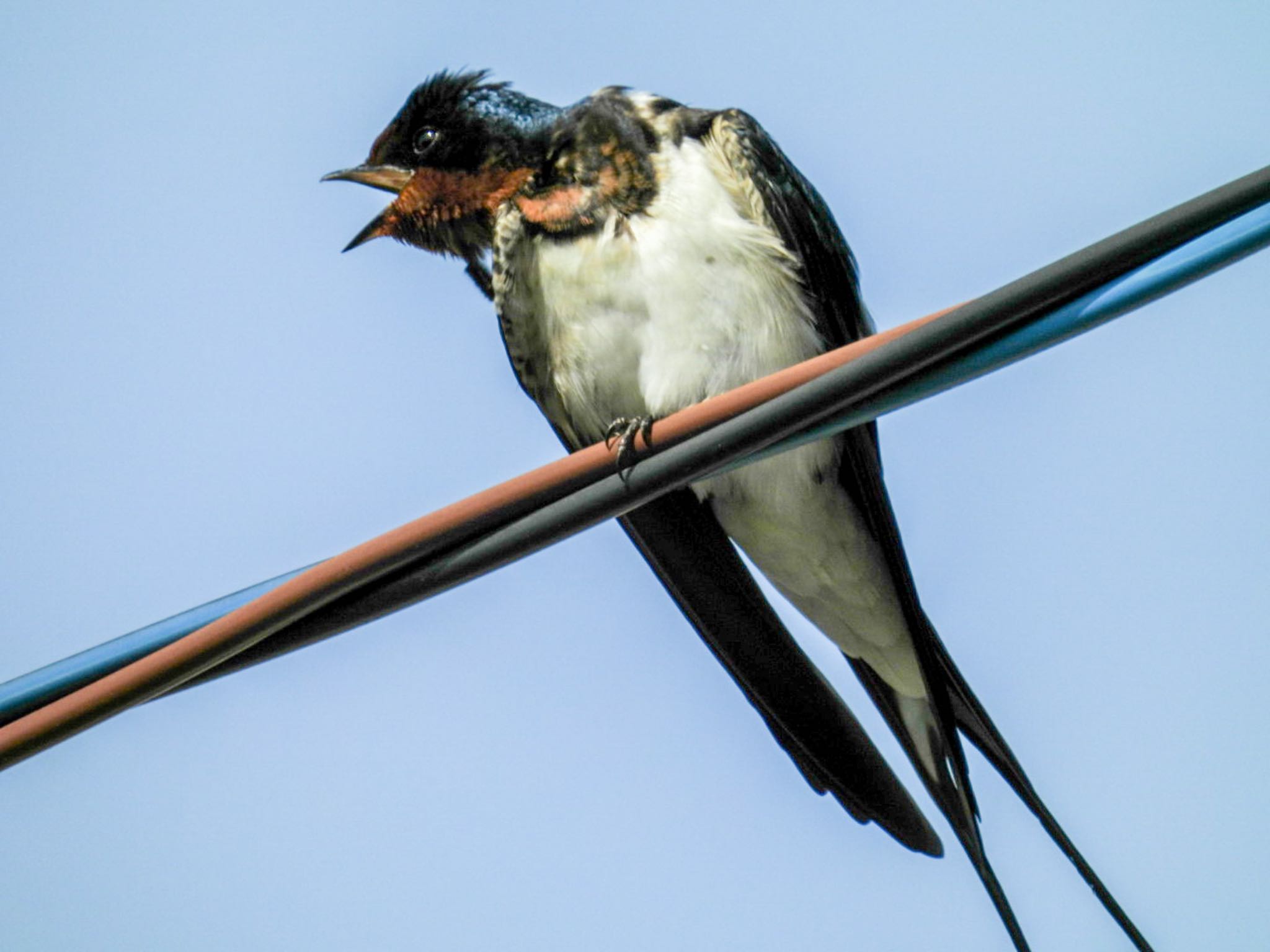 Photo of Barn Swallow at Awashima Island by ぽちゃっこ