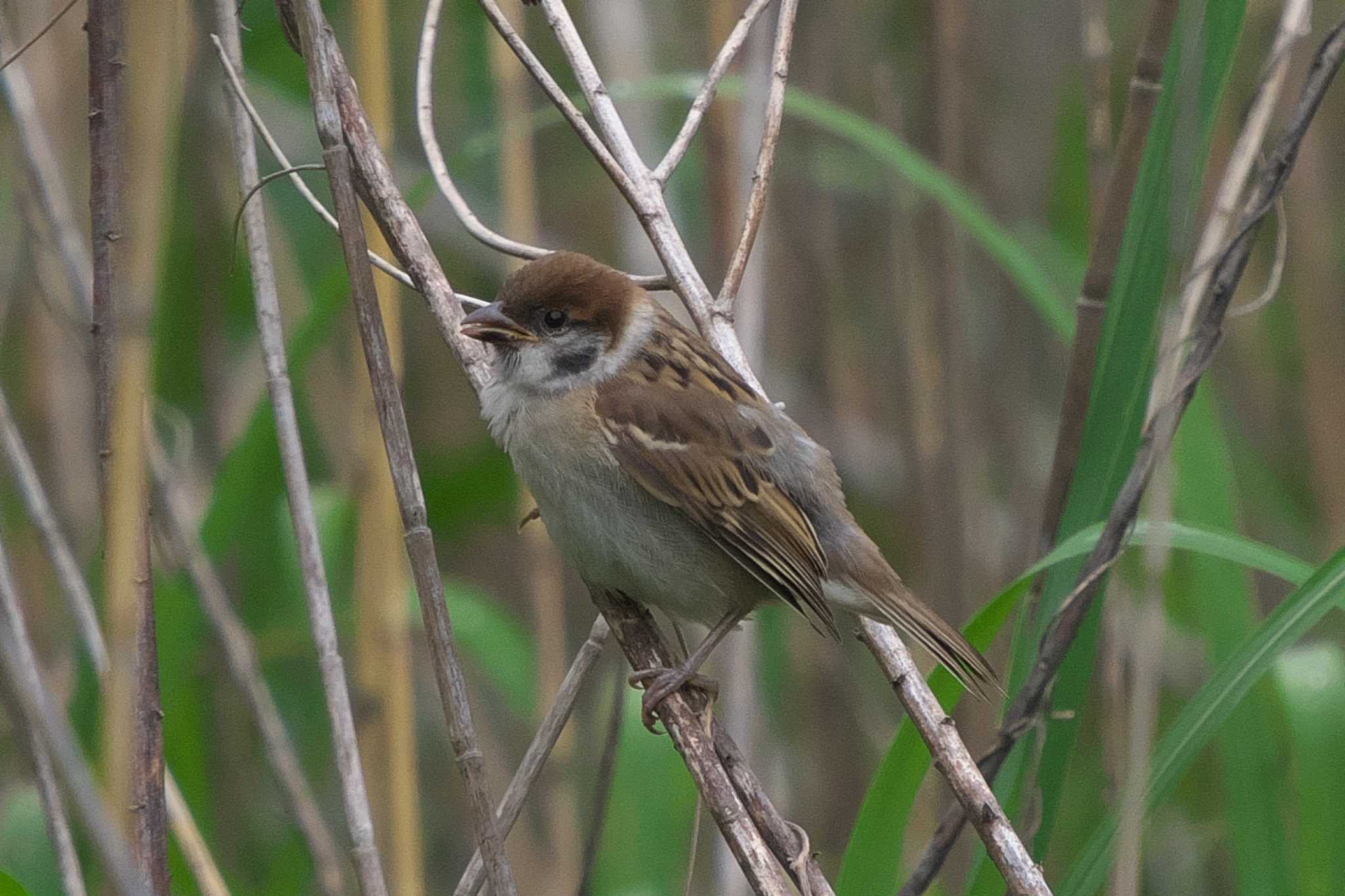 Photo of Eurasian Tree Sparrow at 池子の森自然公園 by Y. Watanabe