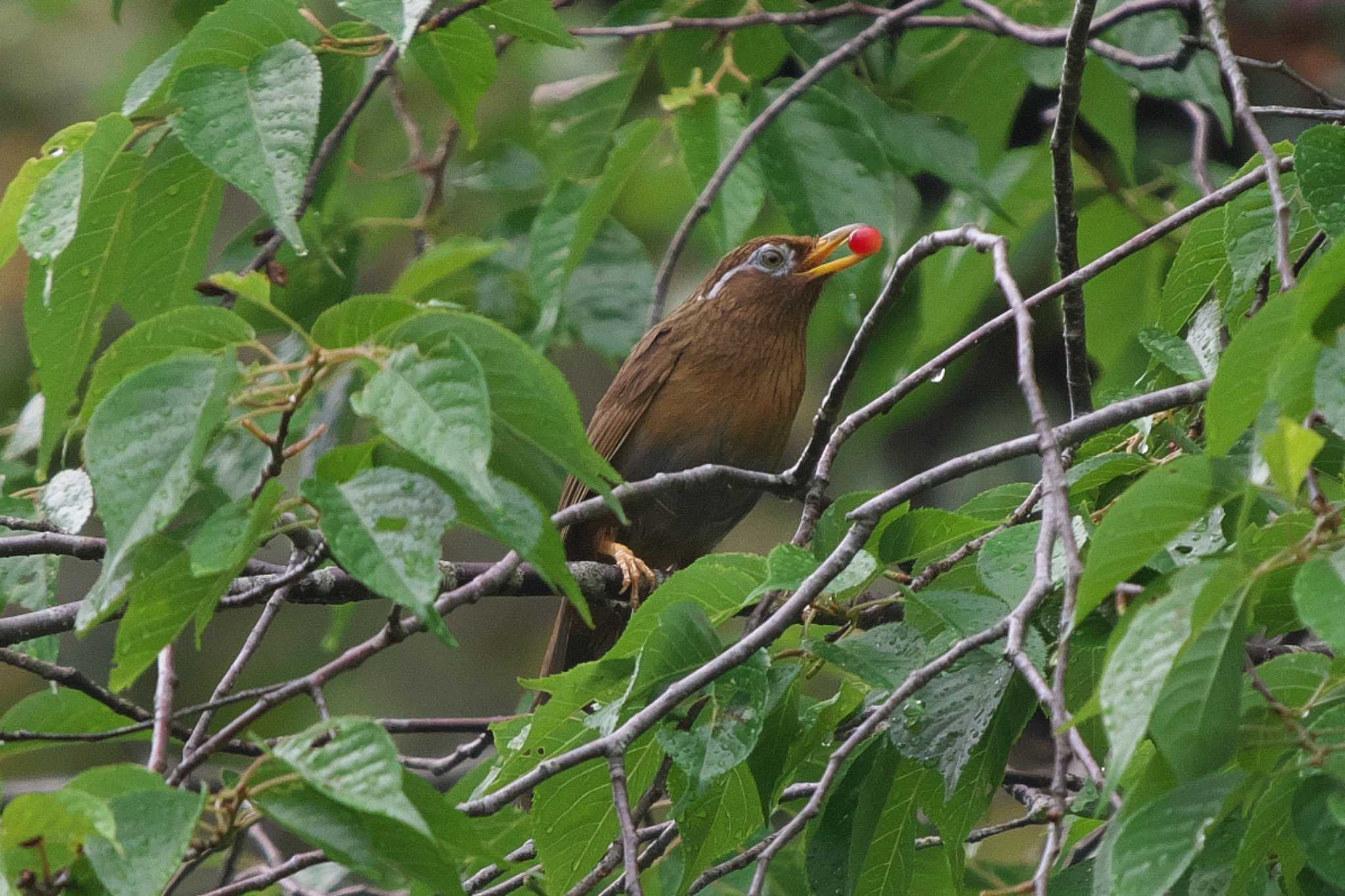 Photo of Chinese Hwamei at 池子の森自然公園 by Y. Watanabe