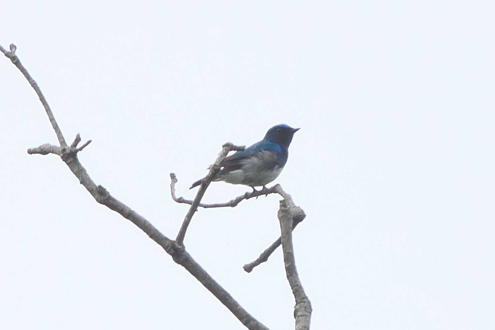 Photo of Blue-and-white Flycatcher at 池子の森自然公園 by Y. Watanabe