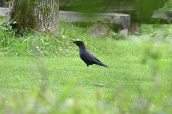 2018年6月23日(土) 北大研究林(北海道大学苫小牧研究林)の野鳥観察記録