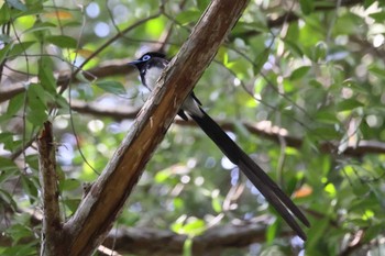 Black Paradise Flycatcher 八王子市 Fri, 5/12/2023