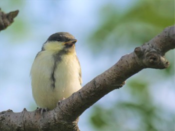 シジュウカラ 柏の葉公園 2023年5月13日(土)