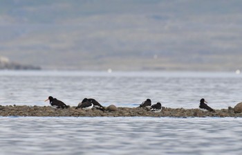 Eurasian Oystercatcher Djúpivogur Thu, 9/8/2022