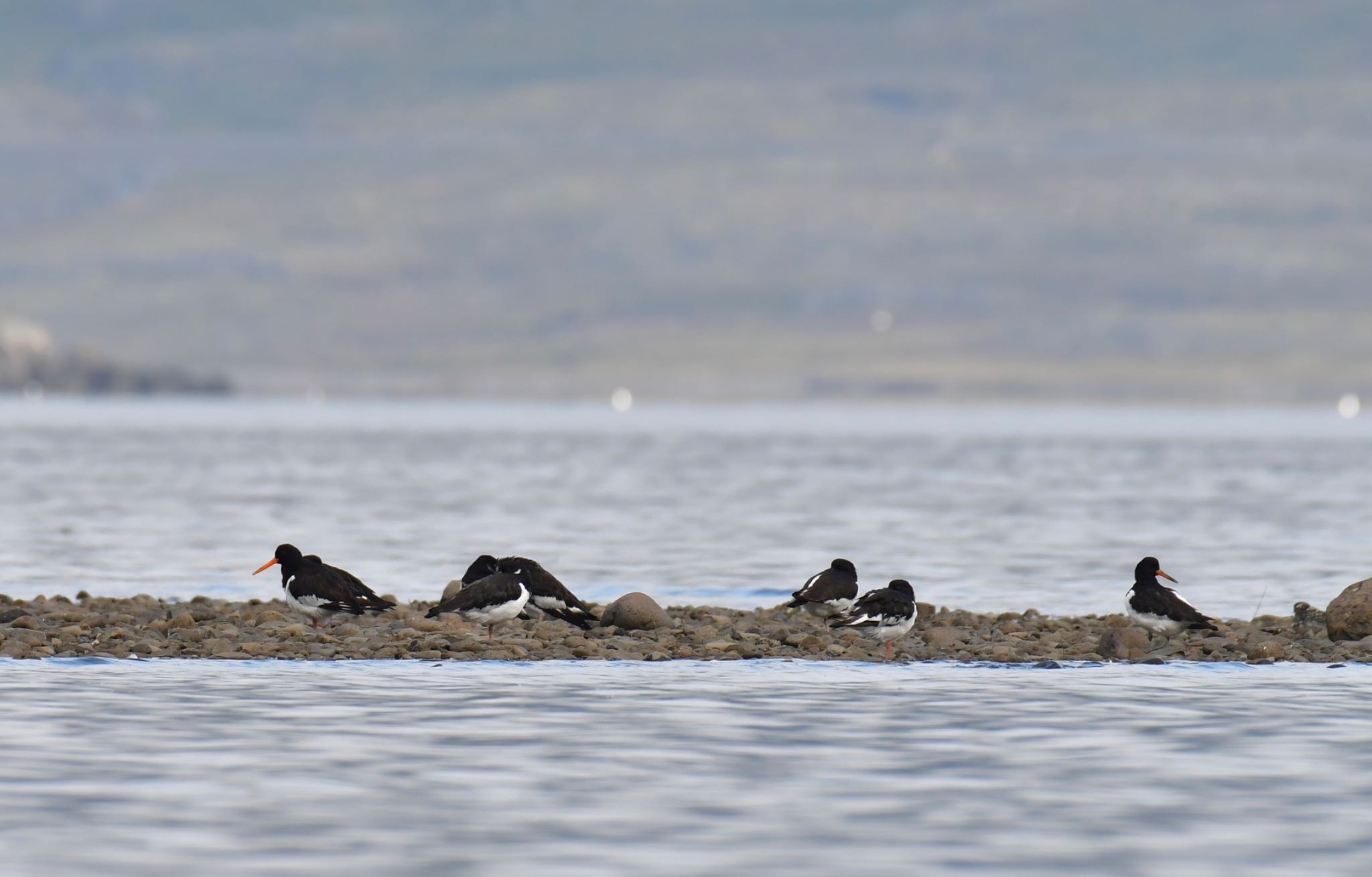 Eurasian Oystercatcher