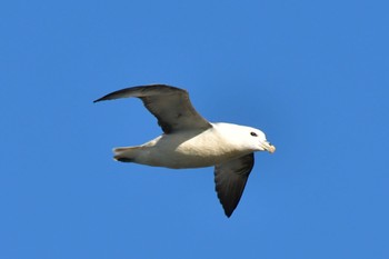 Northern Fulmar Húsavík Fri, 9/9/2022