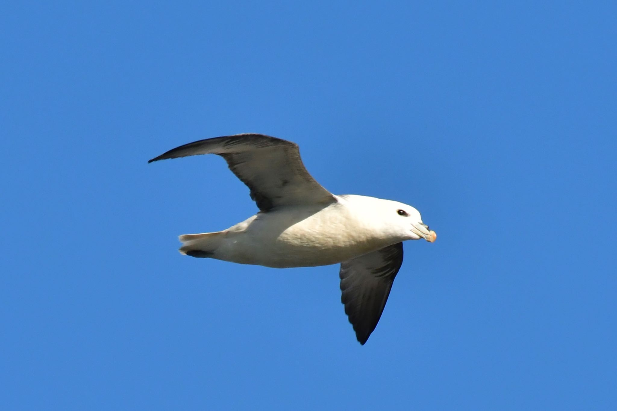 Northern Fulmar